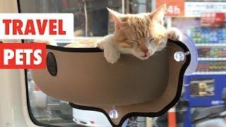 Travel Pets | Funny Pet Videos Compilation 2017