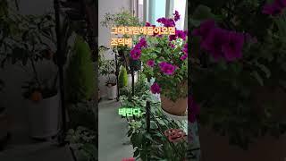 베란다 비오는날 조덕배
