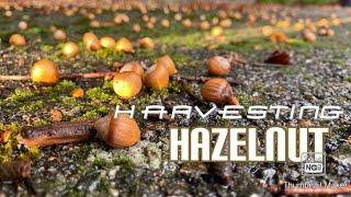 Wild HAZELNUT'S Season in Norway  || Pick and Save!