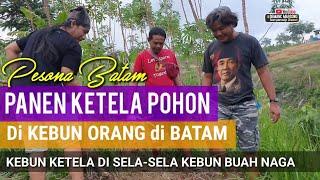 PANEN KETELA POHON DI KEBUN ORANG DI BATAM • Tidak Ikut Menanam Ikut Memanen • Panen Pohung Mangsang