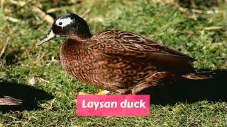 Laysan duck (Anas laysanensis)