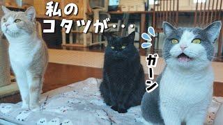 真冬に大好きなこたつがなくなってショックを受ける猫　962話