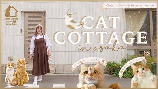 Stayed at Japanese Cat Cottage in Osaka  | Lokal Cottage & Cat Welfare