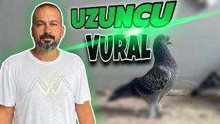 BUNLARI İZLEDİKTEN SONRA BAŞKA KUŞ BESLEYEMİYORUM / Boksör Vural / Samsun / Kümes Ziyareti