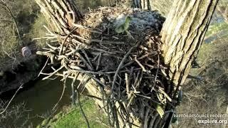 Explore.org Decorah Goose Cam. Mum Blows The Whistle - "All Jump!" 26 Apr 2023