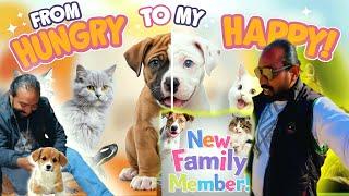 Rescuing a Hungry Puppy  First Day with Cats and Other Pets in My Mini Zoo | Asif shero Wala