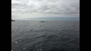 Humpback whale spotted near Panama City Beach