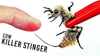 STUNG by a Cow Killer! (Longest Stinger)