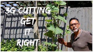 PRUNE BOTTLE GOURD VINE CORRECTLY TO GET HUGE HARVEST (How To Prune Bottle Gourd)