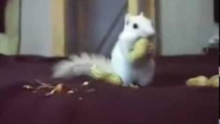 Albino Squirrel eating peanuts