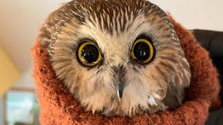 Meet the Owl Found in the Rockefeller Center Christmas Tree | NBC New York