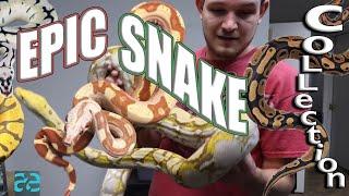 AMAZING SNAKE COLLECTION AT DESIGNER REPTILES LLC