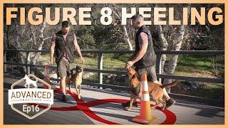 Figure 8 Heeling | Advanced Obedience Dog Training.