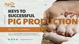 Profitable Pig Farming: Keys to Success in Pig Production