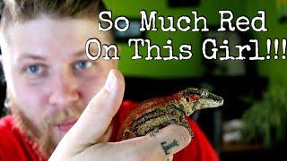 Gargoyle Gecko Unboxing 2020