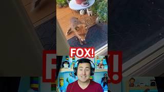 Feeding a Wild Fox