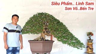 "Siêu Phẩm Đẹp" BonSai Sơn Võ Bến Tre. Tham Quan Vườn Cây Cảnh Giao Lưu Lh #0917370729