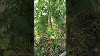 Томаты "Узелок Красной шапочки".
