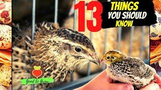 13 KEY Things You Need to Know About Raising Coturnix Quail for Eggs and Meat