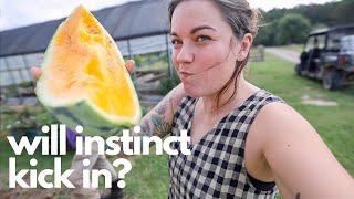 Will Instinct Kick In? | Morning Homestead:Garden VLOG