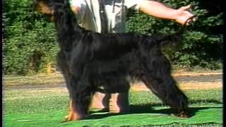 Gordon Setter - AKC Dog Breed Series