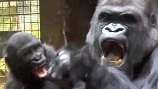 Baby Gorilla-Kayembe Plays with Silverback        #gorillas