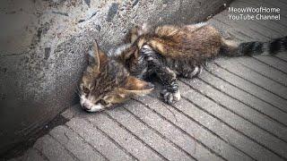 A frail kitten, paralyzed after being hit by a car, lies silently on the roadside waiting to die