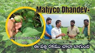 Mahyco Dhandev+ పత్తి రకము చాలా బాగుంది || TFS Sagubadi #suryabhaskar