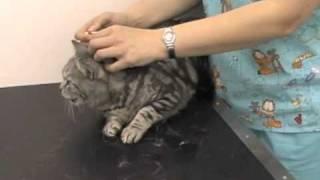 How to Apply Worming and Flea Spot-On Treatments to your Cat by Cat's Whiskers Vets (Worthing)