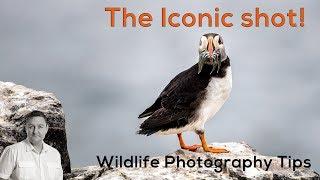 Wildlife Photography Tips - The Iconic shot! PUFFIN & FISH