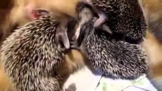 Amazing footage of a cat breastfeeding hedgehogs