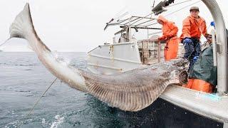 Super HUGE Halibut Fishing Method Using Long Line - Catching an UNBELIEVABLE TON OF Halibut