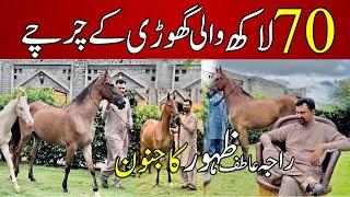 70 Lakhi Ghori | Most Beautiful and Expensive desi Mares of Raja Atif Zahoor | 70 لکھی گھوڑی کے چرچے