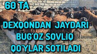 SOVLIQ QO'YLAR SOTILADI 95 071 75 55