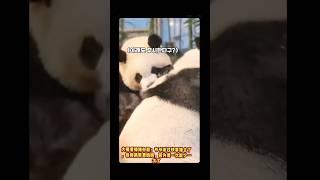 小甜睿：抓紧费妈妈，因为费一次就少一次 #大熊猫 #cute #funny #animals