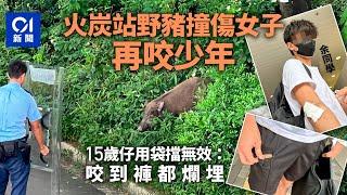 火炭站野豬出沒　少年用袋擋格無效｜01新聞｜馬場｜新界｜港鐵｜漁護署