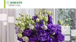 Introduction Image Library Sakata Ornamentals EMEA website