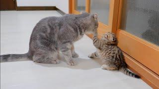 The kitten's reaction when her mother didn't let her play with her was so cute!