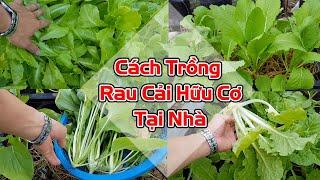 Cách trồng rau cải hữu cơ: xà lách, bẹ xanh và bẹ ngọt tại nhà.