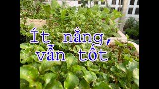 04 giống rau trồng nơi nắng yếu vẫn tươi tốt | THÍCH TRỒNG CÂY TV