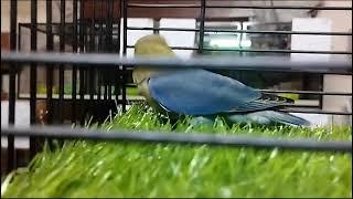 parblue fisherino