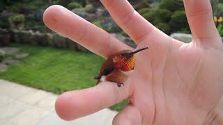 Meet the World's Smallest Bird and Living Dinosaur: The Bee Hummingbird