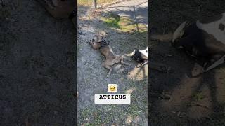 He’s so cute! Wegiggle when he sits like this, with his legs spread behind him ️ #doglife #dog