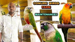 Conure Birds- வளர்க்கப் போறீங்களா!! | Best birds farm | birds farm in tamil | low price birds farm |