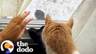 Two Stray Cats Show Up In Woman's Backyard | The Dodo