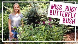 Miss Ruby Butterfly Bush