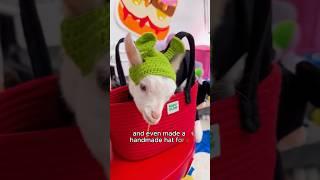 From abandonment to a loving home #shorts #animals #sheep #cute #family #love #usa
