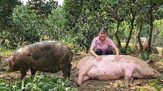 Close-up of sows experiencing the feeling of freedom in the garden. Breeding sows. ( Ep 281 )