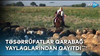 Heyvan təsərrüfatları Qarabağdan qayıtdı: yaylaq təəssüratları AzTV-də