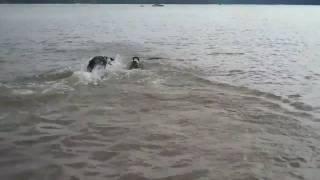 Flash, Izzy & Sparky Swimming at East Fork Lake